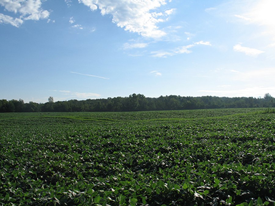 80+/- Acres Land Auction offered in 5 Tracts